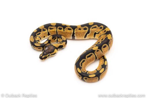 African Import Dinker Ball Python for sale