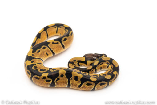 African Import Dinker Ball Python for sale