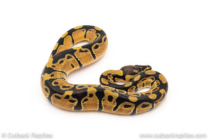 African Import Dinker Ball Python for sale