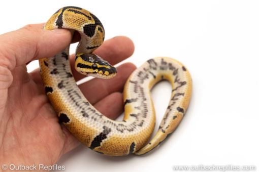 African Import Dinker Ball Python for sale