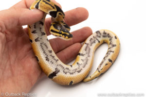 African Import Dinker Ball Python for sale