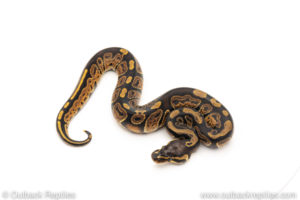 African Import Dinker Ball Python for sale