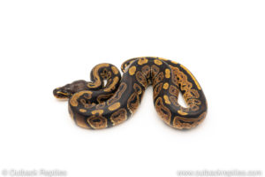 African Import Dinker Ball Python for sale