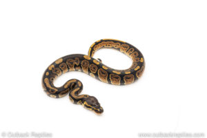 African Import Dinker Ball Python for sale