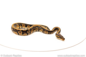 African Import Dinker Ball Python for sale