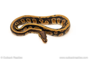 African Import Dinker Ball Python for sale