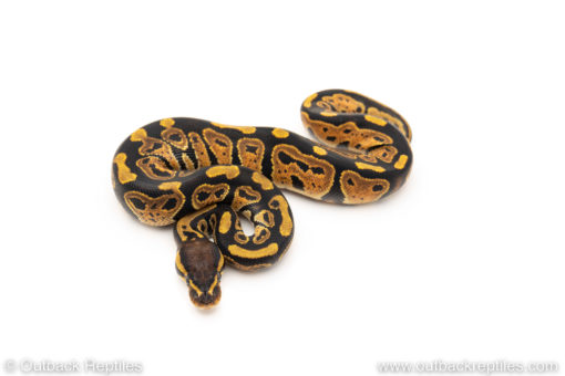 African Import Dinker Ball Python for sale