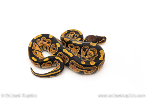 African Import Dinker Ball Python for sale