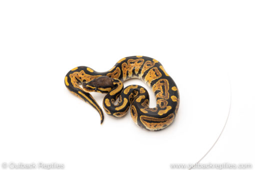 African Import Dinker Ball Python for sale