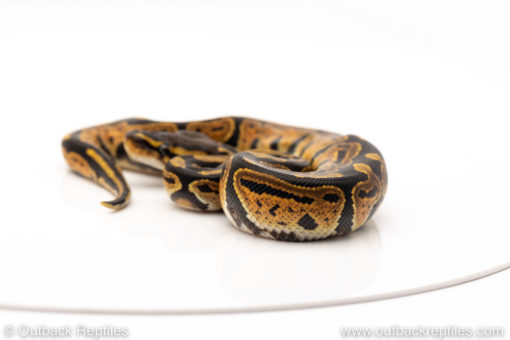 African Import Dinker Ball Python for sale