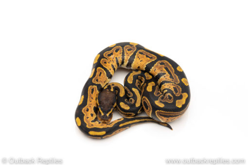 African Import Dinker Ball Python for sale