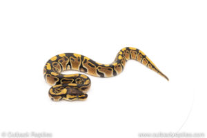 African Import Dinker Ball Python for sale