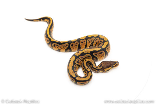 African Import Dinker Ball Python for sale