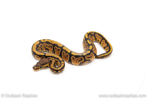 African Import Dinker Ball Python for sale