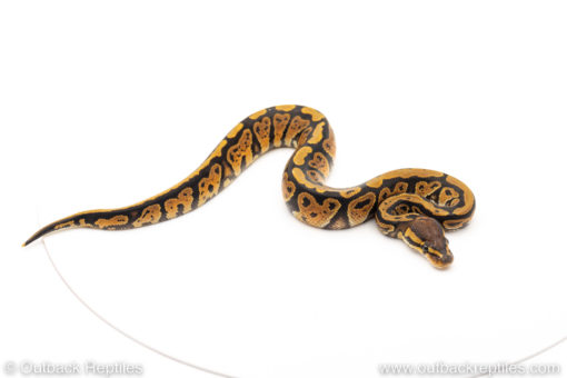 African Import Dinker Ball Python for sale