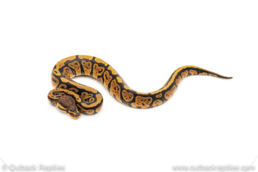 African Import Dinker Ball Python for sale