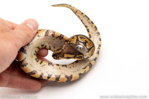 African Import Dinker Ball Python for sale