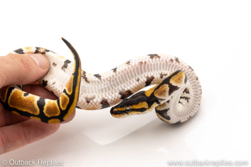 African Import Dinker Ball Python for sale