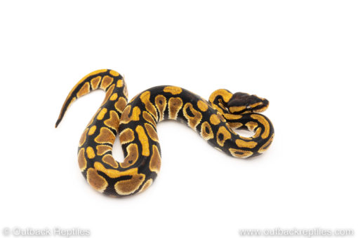 African Import Dinker Ball Python for sale