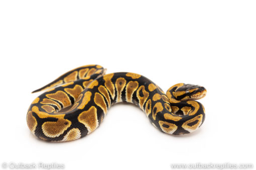 African Import Dinker Ball Python for sale