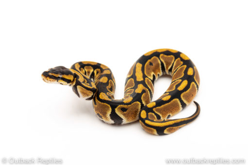 African Import Dinker Ball Python for sale