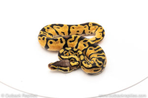 Africa import dinker ball python for sale