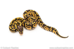 Africa import dinker ball python for sale