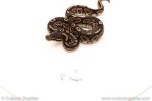 African Import Dinker Ball Python for sale