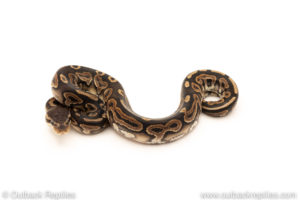 African Import Dinker Ball Python for sale