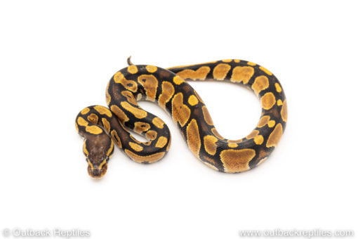 Africa import dinker ball python for sale