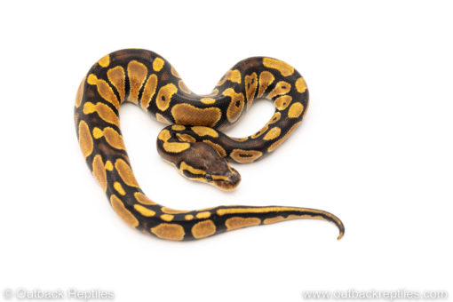 Africa import dinker ball python for sale