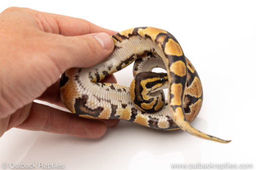 Africa import dinker ball python for sale