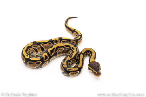 Africa import dinker ball python for sale