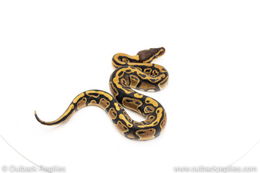 Africa import dinker ball python for sale