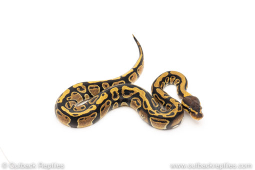 Africa import dinker ball python for sale