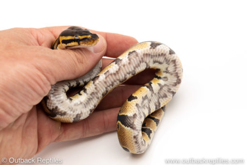 Africa import dinker ball python for sale