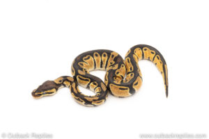 Africa import dinker ball python for sale