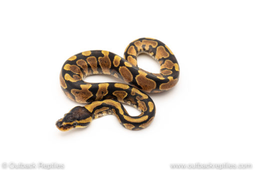 Africa import dinker ball python for sale