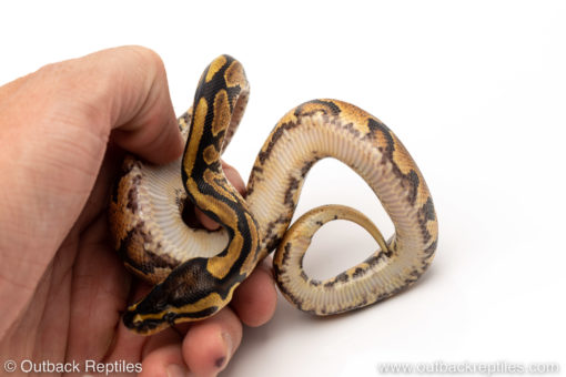 Africa import dinker ball python for sale