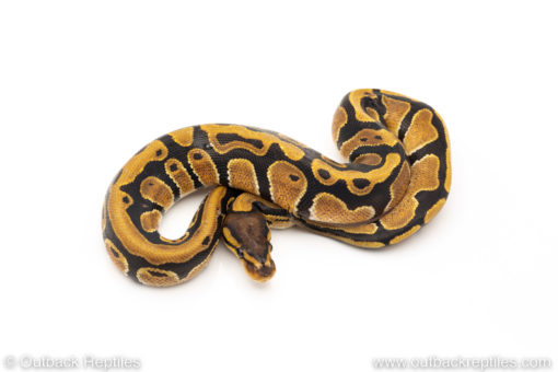 Africa import dinker ball python for sale