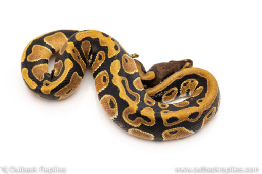 Africa import dinker ball python for sale