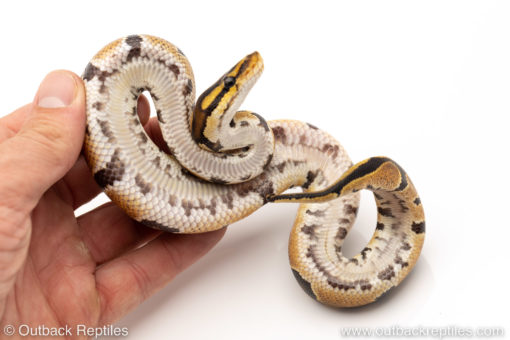 Africa import dinker ball python for sale