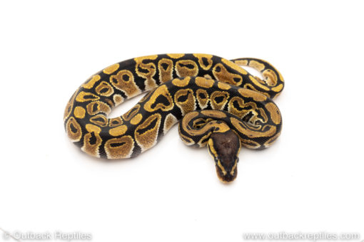 Africa import dinker ball python for sale