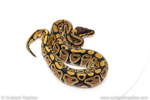 Africa import dinker ball python for sale