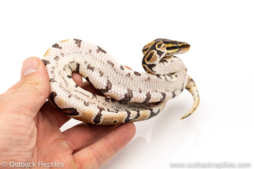 Africa import dinker ball python for sale