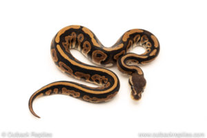 African Import Dinker Ball Python for sale