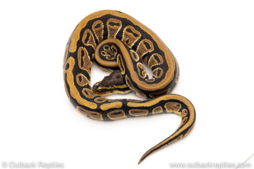 Africa import dinker ball python for sale