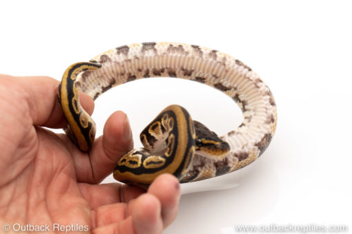 Africa import dinker ball python for sale