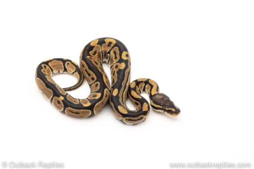 Africa import dinker ball python for sale