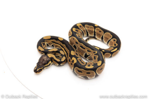 Africa import dinker ball python for sale